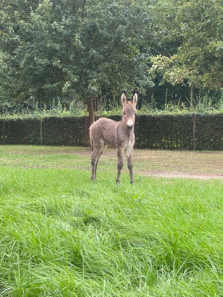 Ezel veulen, Animaux & Accessoires, Poneys, Étalon, 0 à 2 ans