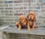 Chiots cockers anglais, Chien (mâle), Belgique, Plusieurs, Parvovirose