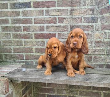 Chiots cockers anglais, Chien (mâle), Belgique, Plusieurs, Parvovirose
