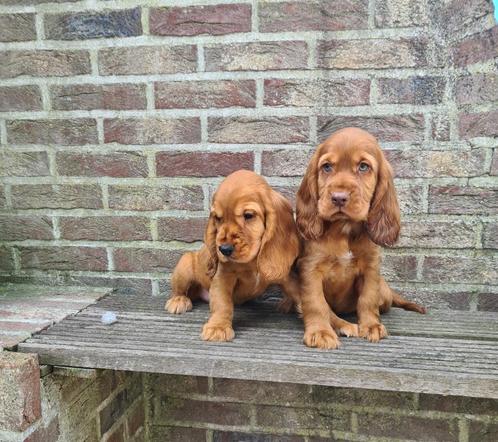 Engelse cocker pups, Dieren en Toebehoren, Honden | Retrievers, Spaniëls en Waterhonden, Reu, Spaniël, Fokker | Professioneel