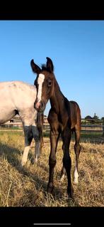 Hensten veulen, Dieren en Toebehoren, Paarden, Gechipt, Niet van toepassing, 0 tot 2 jaar, Hengst