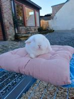 Noix minilop de race pure, Enlèvement, Bleu