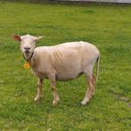 drie vrouwelijke schapen voor de slacht, Animaux & Accessoires, Moutons, Chèvres & Cochons