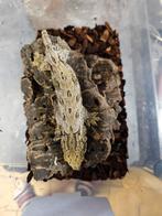 Leachianus Mt Koghis Friedel, Dieren en Toebehoren, Reptielen en Amfibieën