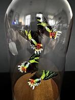 Envolée de 2 Papillons Exotiques Urania Ripheus sous globe, Insecte, Animal empaillé, Enlèvement ou Envoi, Neuf