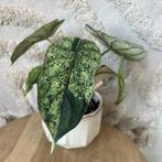 Alocasia dragon scale mint, Huis en Inrichting, Kamerplanten, Ophalen of Verzenden