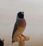 jonge goulds, Dieren en Toebehoren, Meerdere dieren, Tropenvogel, Geringd