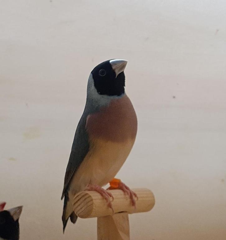 jonge goulds, Dieren en Toebehoren, Vogels | Overige Vogels, Tropenvogel, Meerdere dieren, Tam, Geringd