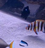 Harlequin Tusk Zeewater/zoutwater