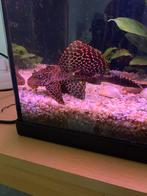 Zeilvin Pleco / Zeilvin Algeneter, Dieren en Toebehoren, Vissen | Aquariumvissen, Vis, Zoetwatervis