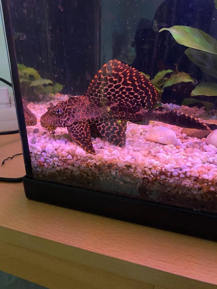 Zeilvin Pleco / Zeilvin Algeneter, Dieren en Toebehoren, Vissen | Aquariumvissen, Zoetwatervis, Vis