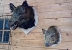 Everzwijnkoppen Grote en kleine !!, Ophalen of Verzenden, Gebruikt, Wild dier