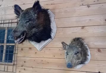 Têtes de sanglier, grandes et petites !, Enlèvement ou Envoi, Utilisé, Animal sauvage