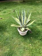 2 agave cactussen, Ophalen