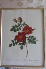 2 Reproductions des roses de Redouté, Antiek en Kunst, Ophalen of Verzenden