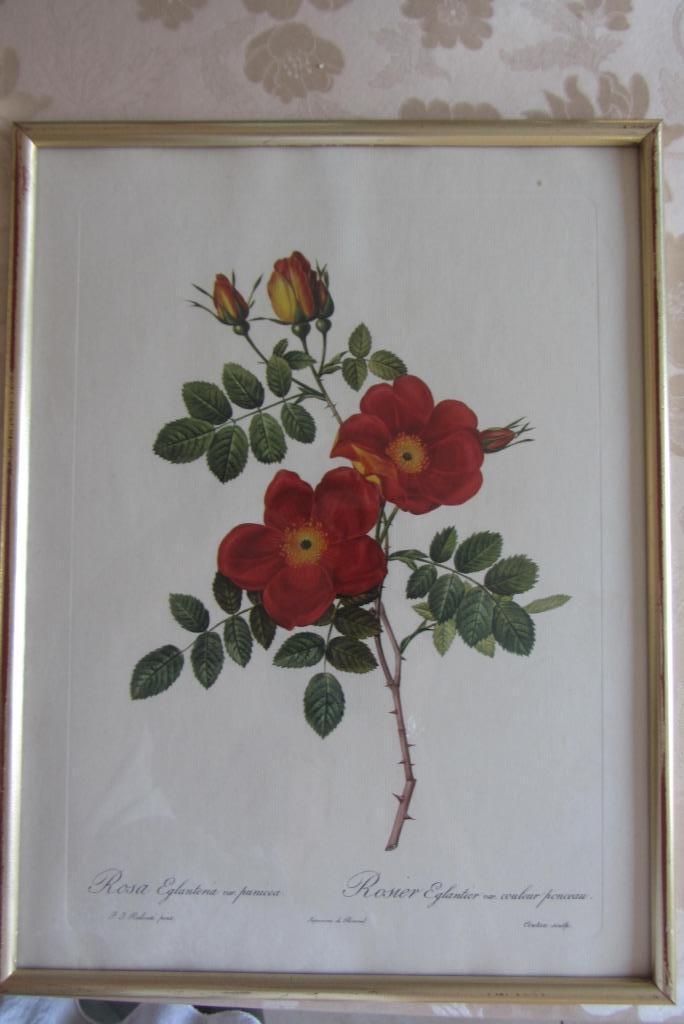 2 Reproductions des roses de Redouté, Antiek en Kunst, Kunst | Tekeningen en Fotografie, Ophalen of Verzenden
