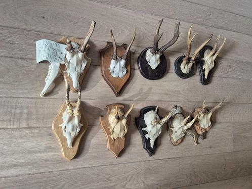 10 Leuke Ree Geweien Samen € 55 Jacht Mancave Veluwe No49, Collections, Collections Animaux, Utilisé, Bois ou Tête, Cerf, Enlèvement ou Envoi