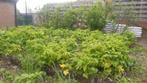 Arbustes à baies gratuits, Jardin & Terrasse, Enlèvement