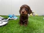 Nestje Dwergteckel pups