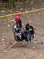 Pluimvee, Dieren en Toebehoren, Pluimvee, Mannelijk, Kip