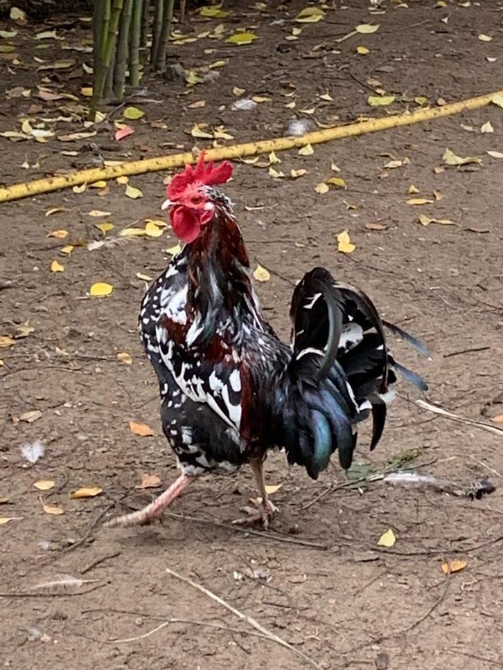 Pluimvee, Dieren en Toebehoren, Pluimvee, Kip, Mannelijk