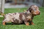 Prachtige korthaar dwerg teckel pups met stamboom, Dieren en Toebehoren, Honden | Teckels en Dashonden, België, CDV (hondenziekte)