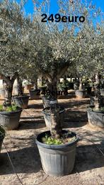 ‼️olijfbomen olea europaea vanaf half april in België‼️, Ophalen