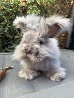 Angora ram, Dieren en Toebehoren, Konijnen, Mannelijk, Middelgroot, 0 tot 2 jaar