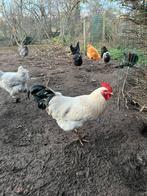 Haan lente 2025 ingeënt marek, Dieren en Toebehoren, Pluimvee