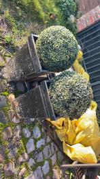 2 mooie kunstbuxussen met pot, Ophalen