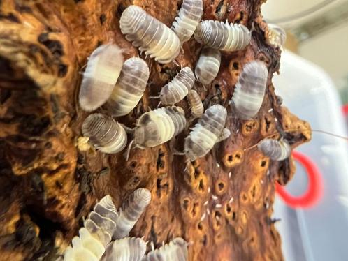 Cubaris „Panda King”, Dieren en Toebehoren, Insecten en Spinnen, Overige soorten