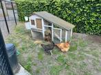 Gratis kippen, Dieren en Toebehoren, Pluimvee