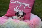 Chiots Yorkshire terrier Biewer, Animaux & Accessoires, Chiens | Jack Russell & Terriers, Parvovirose, Autres races, Plusieurs