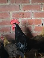 Leghorn, Dieren en Toebehoren, Pluimvee, Meerdere dieren, Kip