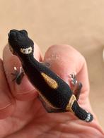 Luipaardgekko black night 0.0.1, Dieren en Toebehoren, Hagedis, Tam, 0 tot 2 jaar