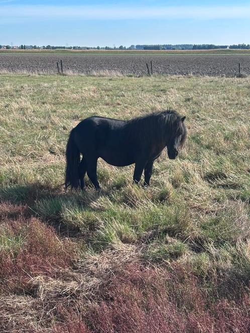 Shetland met stamboek, Dieren en Toebehoren, Pony's, Hengst
