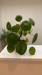 Pannekoekplant 20 cm hoog, Ophalen