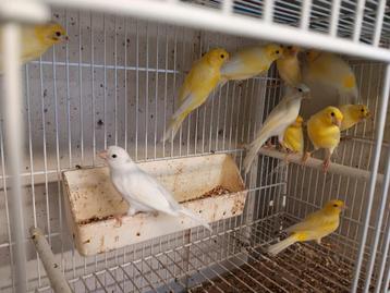 Canaris raza Espagnol  beschikbaar voor biedingen