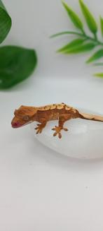 0.0.1 Red Tricolor wimpergekko baby, Dieren en Toebehoren, Reptielen en Amfibieën, Hagedis, Met terrarium