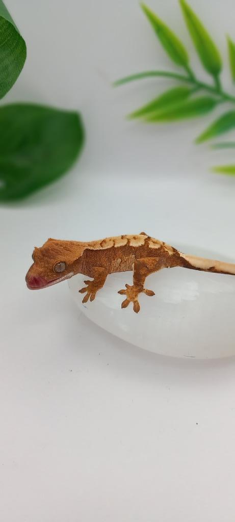0.0.1 Red Tricolor wimpergekko baby, Dieren en Toebehoren, Reptielen en Amfibieën, Hagedis, Met terrarium, Tam