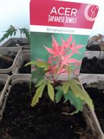 Acer Atropurpureum., Tuin en Terras, Ophalen