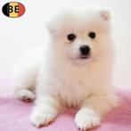 Samojeed pups te koop (Belgisch), Dieren en Toebehoren, Parvo, België, 8 tot 15 weken, Meerdere