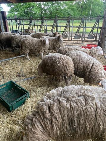Rammen, Mannelijk, Schaap, 0 tot 2 jaar