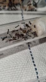 Proformica nasuta 2q 15-30w | Europese honing mieren, Dieren en Toebehoren, Mieren