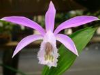 Pleione formosana. Orchidee., Tuin en Terras, Bloembollen en Zaden, Ophalen of Verzenden, Voorjaar, Halfschaduw, Knol