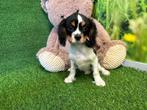 Cavalier King Charles puppy - Tricolor, Dieren en Toebehoren, CDV (hondenziekte), 8 tot 15 weken, België, Fokker | Professioneel