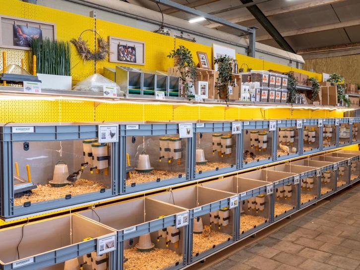 29 nov beschikbaar kuikens groot & kriel | gesekst & ingeënt, Dieren en Toebehoren, Pluimvee, Kip, Meerdere dieren