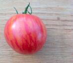 Tomaat Persuasion (5 zaden), Tuin en Terras, Ophalen of Verzenden