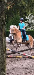 Zoek Verzorg paard/ponny, Animaux & Accessoires