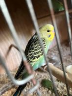 Jonge grasparkieten, Dieren en Toebehoren, Vogels | Parkieten en Papegaaien, Meerdere dieren, Parkiet